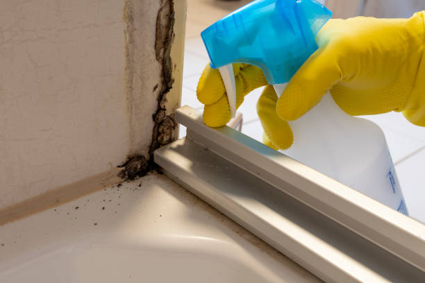 Best Local Mold Removal Service  in Shippensburg University, PA
